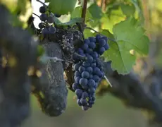 Minas dá vinho: cresce número de vinícolas, mas carga tributária ainda é desafio