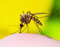 Brasil ultrapassa 2 mil mortes por dengue em 2024