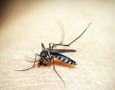 Rio de Janeiro confirma primeira morte por dengue este ano