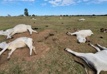 Frio intensivo mata mais de mil bois em Mato Grosso do Sul