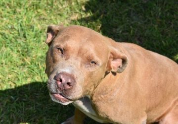 Pitbull é morto por GCMs após atacar dono em Osasco (SP)