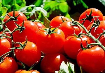 Preços do tomate na Índia disparam 300%, gerando roubo e turbulência