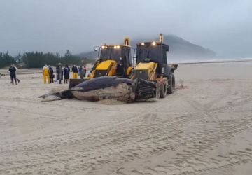 Baleia-franca recém-nascida morre após encalhar em Santa Catarina