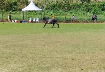 Boi invade partida de campeonato de futebol e causa correria na PB; veja