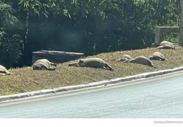 Motorista confessa à polícia que atropelou e matou nove capivaras em Brasília