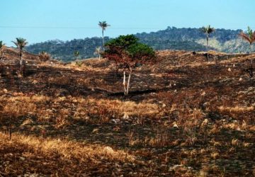 Amazônia teve recorde de desmatamento na véspera de Cúpula Ambiental em Belém, segundo o INPE