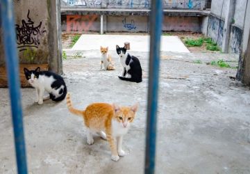 Mais de 700 gatos abandonados vivem na UFPB, aponta instituição