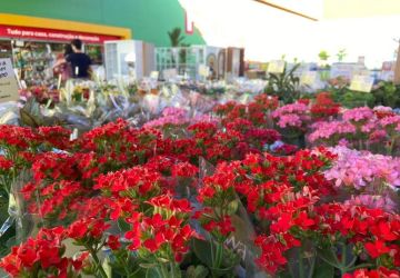 Feira de flores de Holambra acontece no Home Center Ferreira Costa 