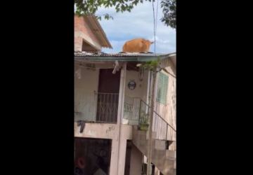 VÍDEO: Vaca sobe no telhado para fugir de enchente no Rio Grande do Sul