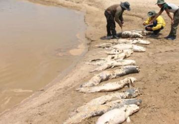 Seca no Amazonas causa mortes de pirarucus