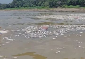 AM: Trechos do Lago Tefé serão isolados para evitar mortes de botos