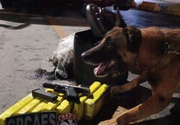 Com apoio de cães farejadores, polícia encontra maconha escondida em ônibus na PB