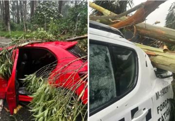 Dois colegas de trabalho morrem após árvore cair sobre carro em São Paulo