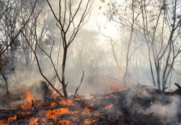 MPF cobra do Amazonas provas de combate a queimadas