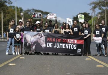 Núcleo de Justiça Animal da UFPB alerta sobre abate de jumentos