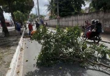 Homem fica gravemente ferido ao cair de pé de manga em João Pessoa