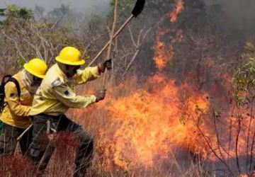 Em Chamas: queimadas destruíram área maior do que o Acre no Brasil em 2023