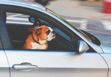 Uber cria modalidade para transporte de pets no Rio de Janeiro e São Paulo