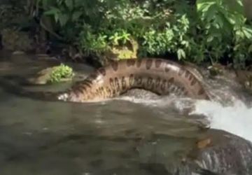 IMPRESSIONANTE: gigantesca sucuri surpreende turistas em balneário no Mato Grosso do Sul; VEJA VÍDEO