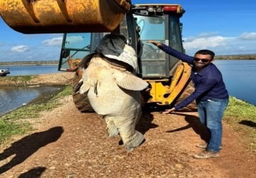 Incrível peixe de 200 kg encontrado em fazenda no Rio Grande do Norte