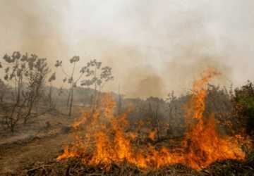 Área queimada em 2024 no Brasil equivalente a 90% do Sergipe, diz Ipam