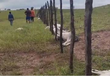 Vídeos: raios matam 12 animais e destroem casa na Paraíba