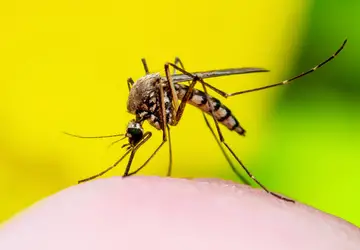 Brasil se aproxima de 4 milhões de casos suspeitos de dengue em 2024
