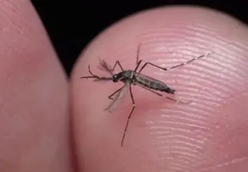 Brasil ultrapassa 4 milhões de casos de dengue com 1.937 mortes confirmadas
