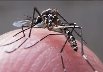 Paraíba registra quarta morte por dengue em 2024