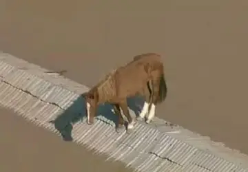 Exército se prepara para resgatar cavalo ilhado em telhado; VEJA VÍDEO