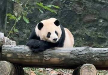 China e Brasil estão em negociações para o envio de um casal de pandas gigantes ao Brasil