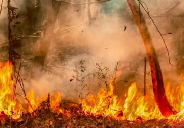 Número de áreas queimadas no Brasil dobra em 2024, com recorde em seis anos