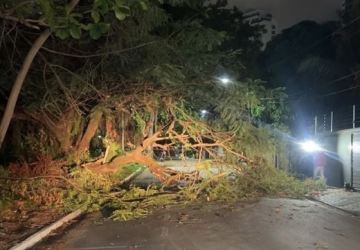 Queda de árvore interdita trânsito no bairro Brisamar, em João Pessoa