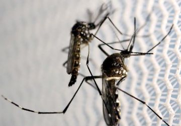 Óbitos por dengue chegam a 14 em São Paulo e a 21 no Brasil em 2025