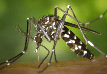 Quem teve dengue uma vez pode contrair novamente? Esclareça suas dúvidas sobre a doença