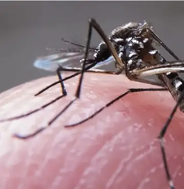 Paraíba registra quarta morte por dengue em 2024