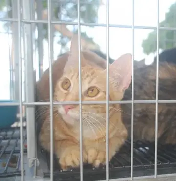 Unidade de Zoonoses de Cabedelo vai realizar Dia D de Castração de felinos