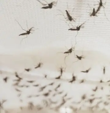 Paraíba ultrapassa os nove mil casos prováveis de dengue em abril