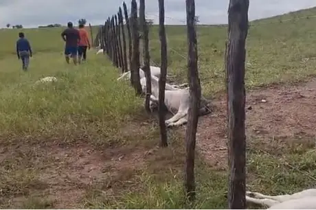 Vídeos: raios matam 12 animais e destroem casa na Paraíba