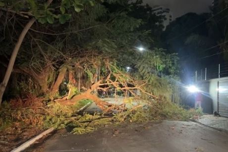 Queda de árvore interdita trânsito no bairro Brisamar, em João Pessoa