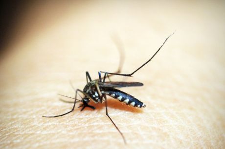 Estado do Rio tem 810 casos de dengue nas primeiras semanas do ano